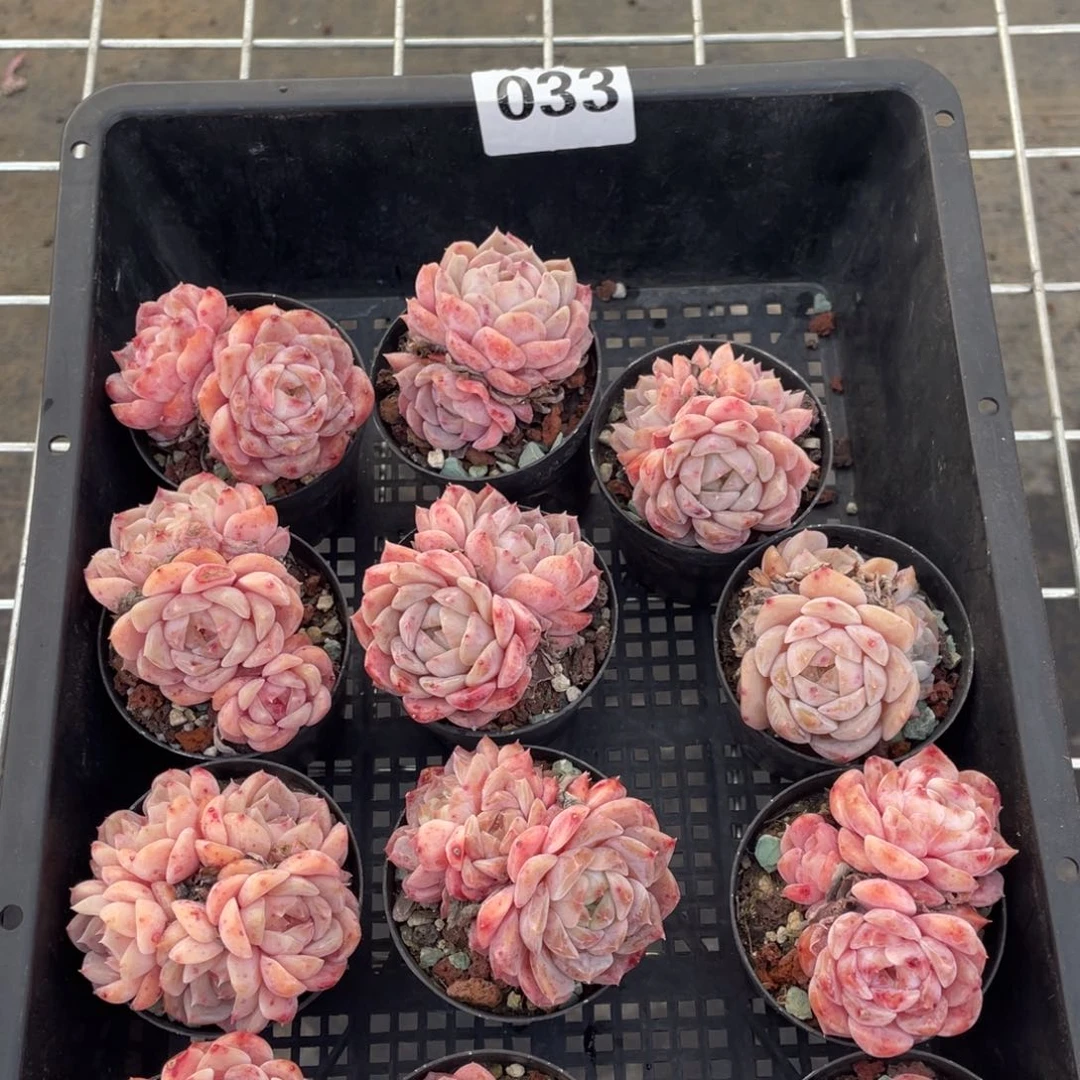 多肉植物十二个精品组033