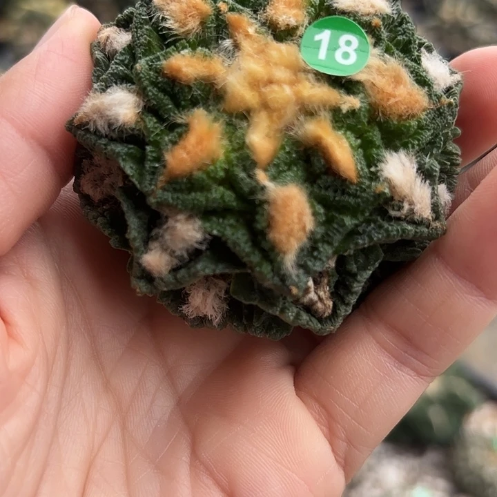 袖蒲苗接落地仙人球18
