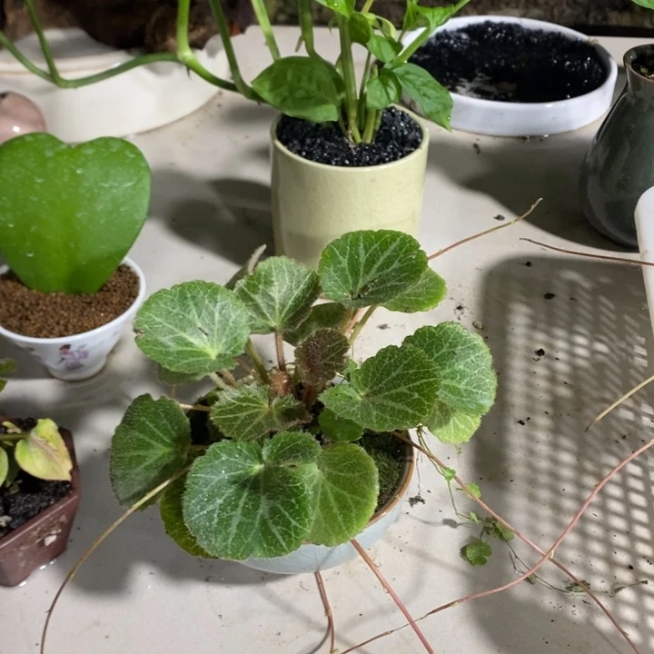 好***汁无花朵一物一拍202