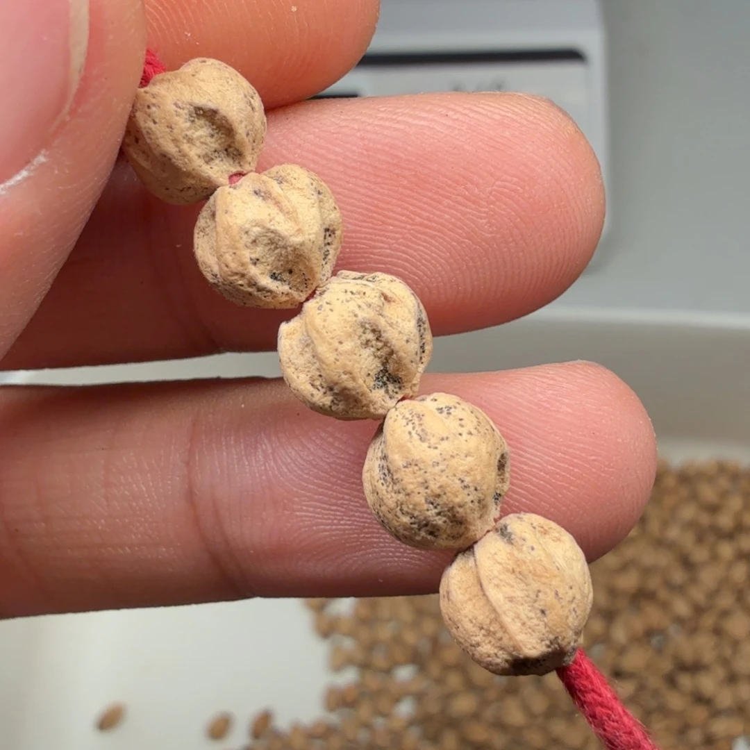 柏香籽/百香籽吊坠