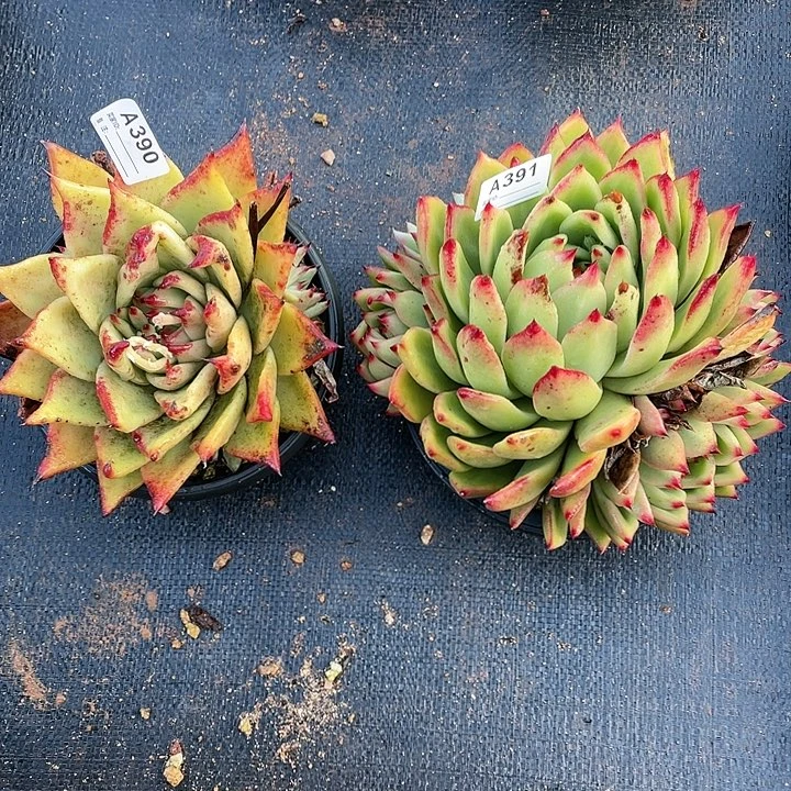 若如东云组拍A390