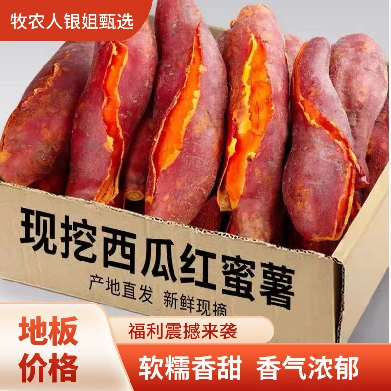 新鲜现挖西瓜红蜜薯软糯香甜沙地番薯烤地瓜