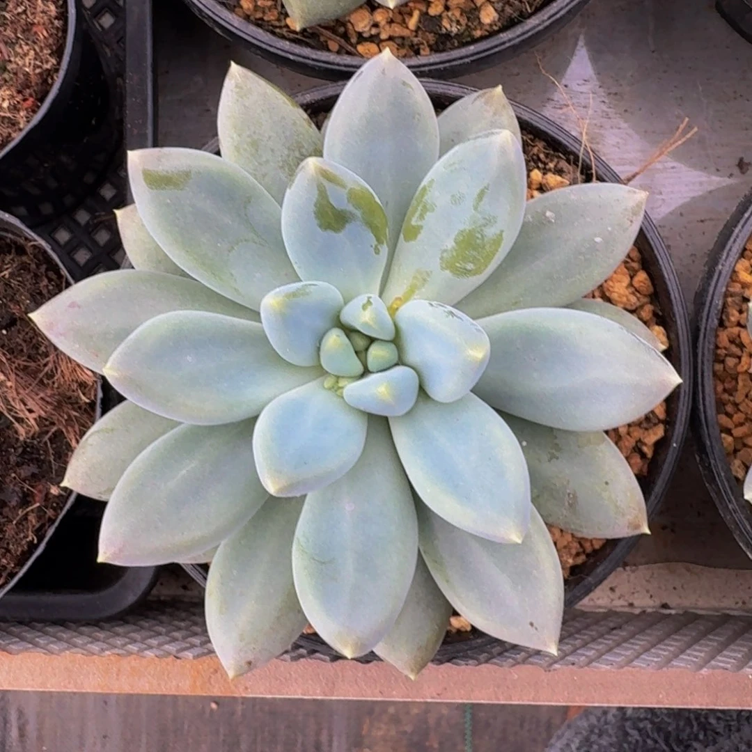 黄胖体 哥特 单头 一物一拍