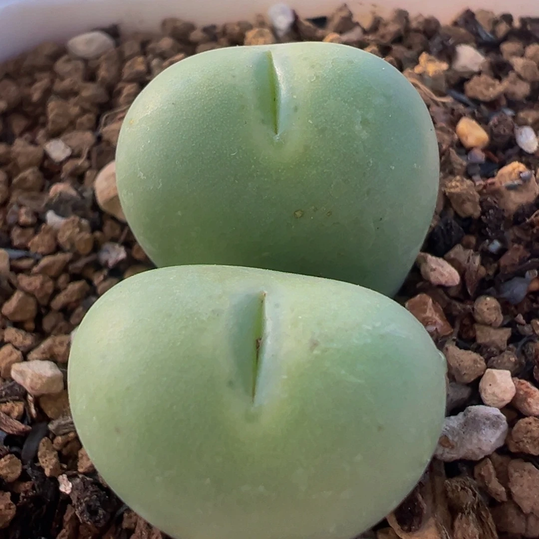 透明嘴爱心小拳拳多肉