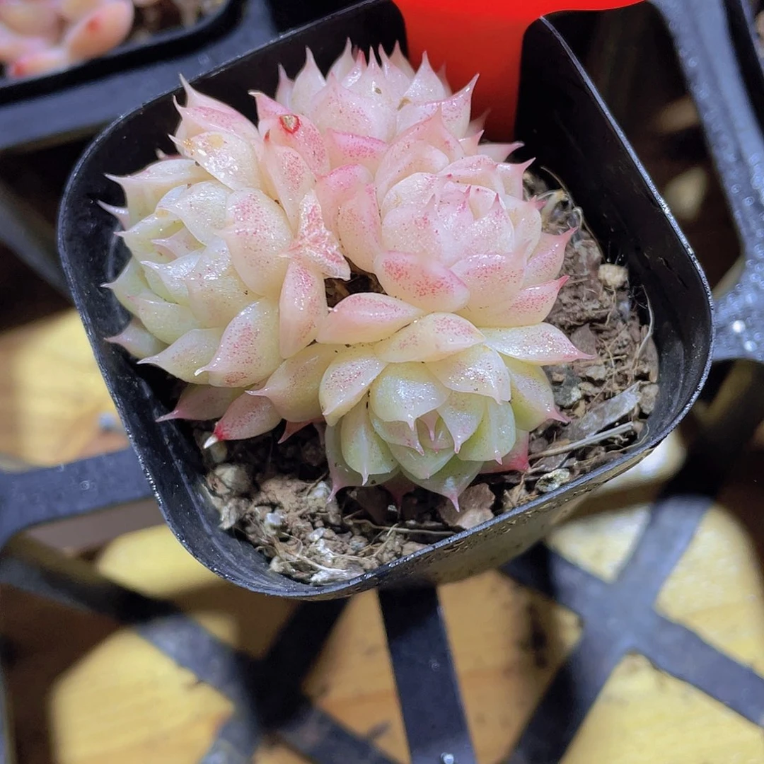 1174号 睫毛果冻麦秆多头群