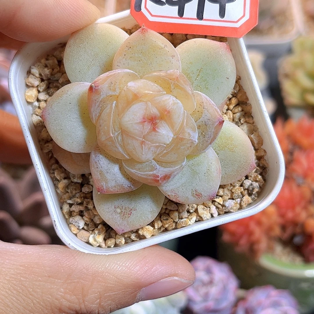 K474 映月湖  满18包邮