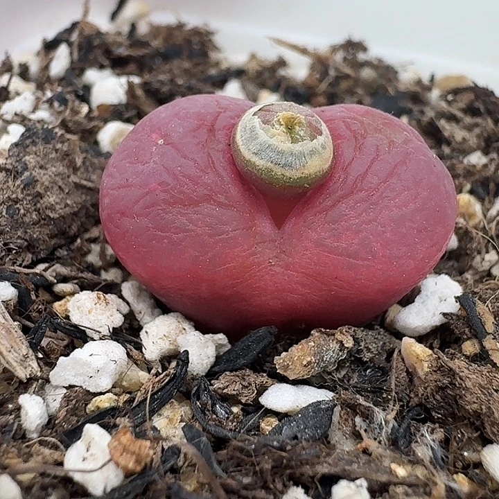 老马生石花2.1吕红923