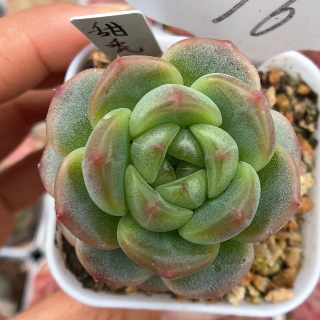 甜秃可拍76号。