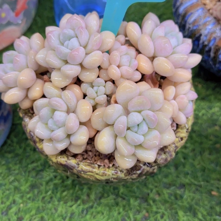 笼***?28多肉植物一物一拍