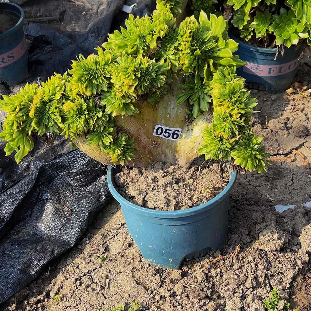 法师法师15-33包邮法师