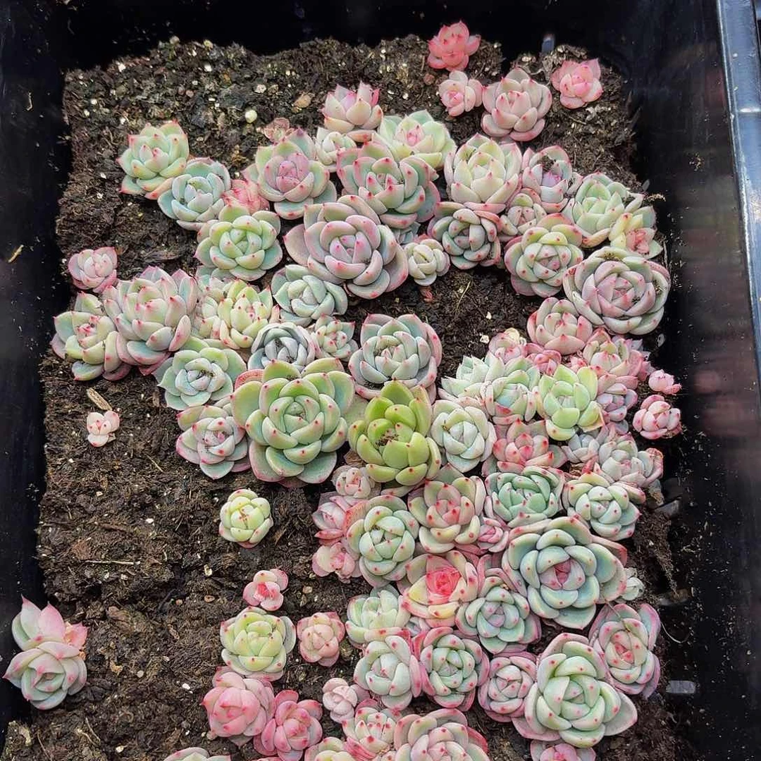 多肉植物多肉植物651