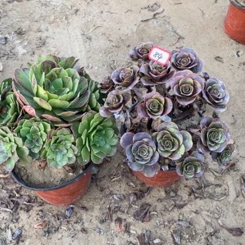 两颗法师一物一拍