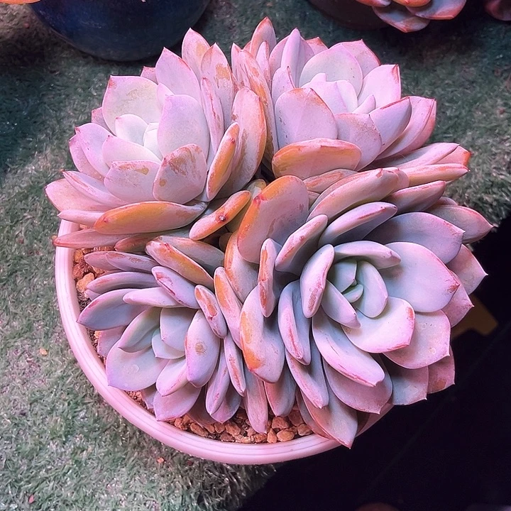 奶茶13号码牌子的话题了