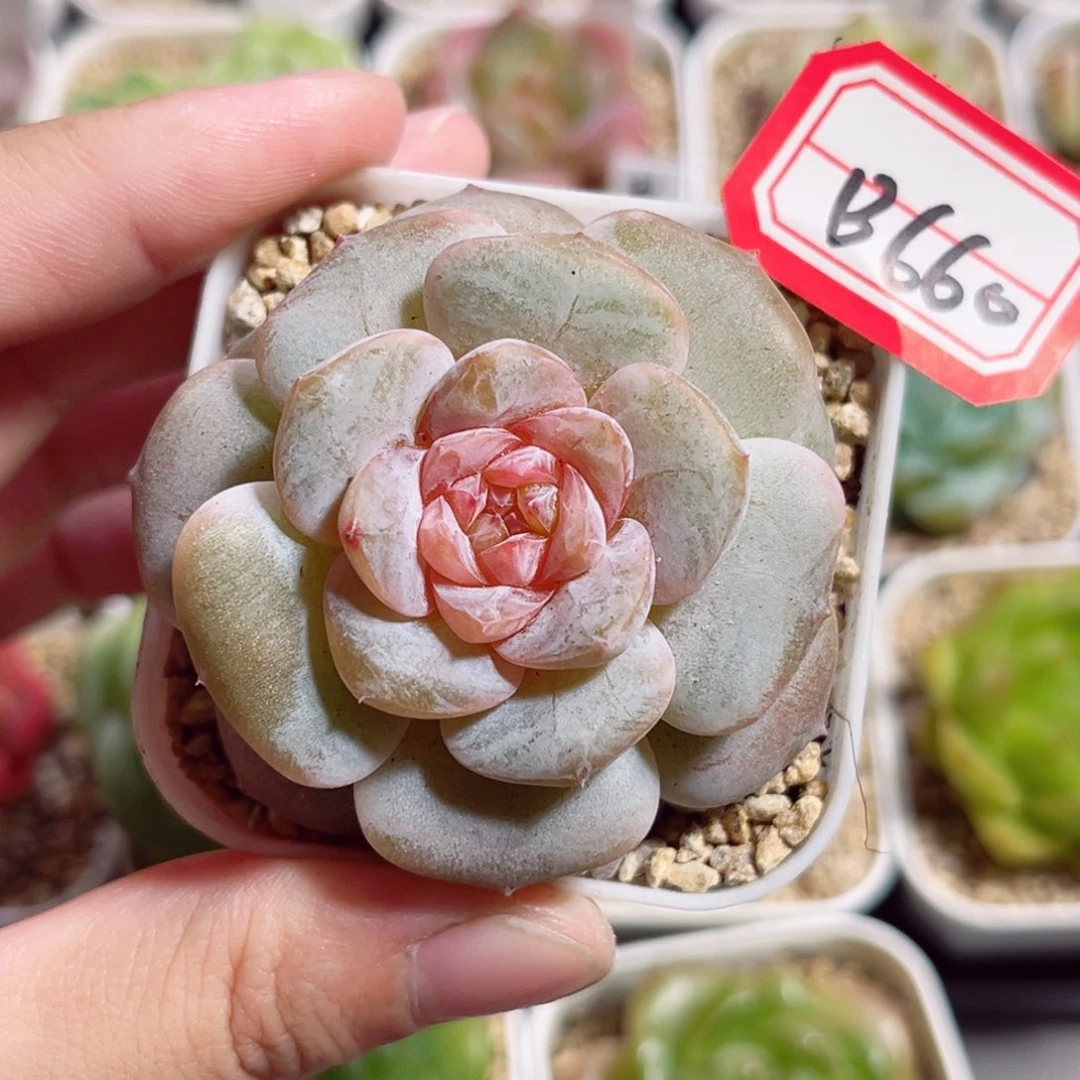 B660 一物一拍 蜜芽