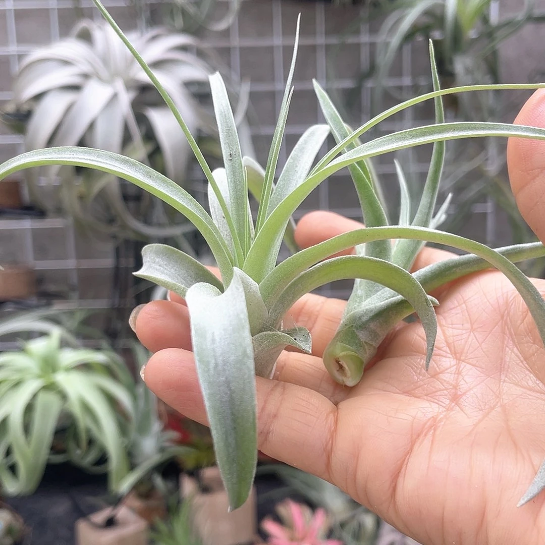 卡比加晚霞侧芽空气凤梨