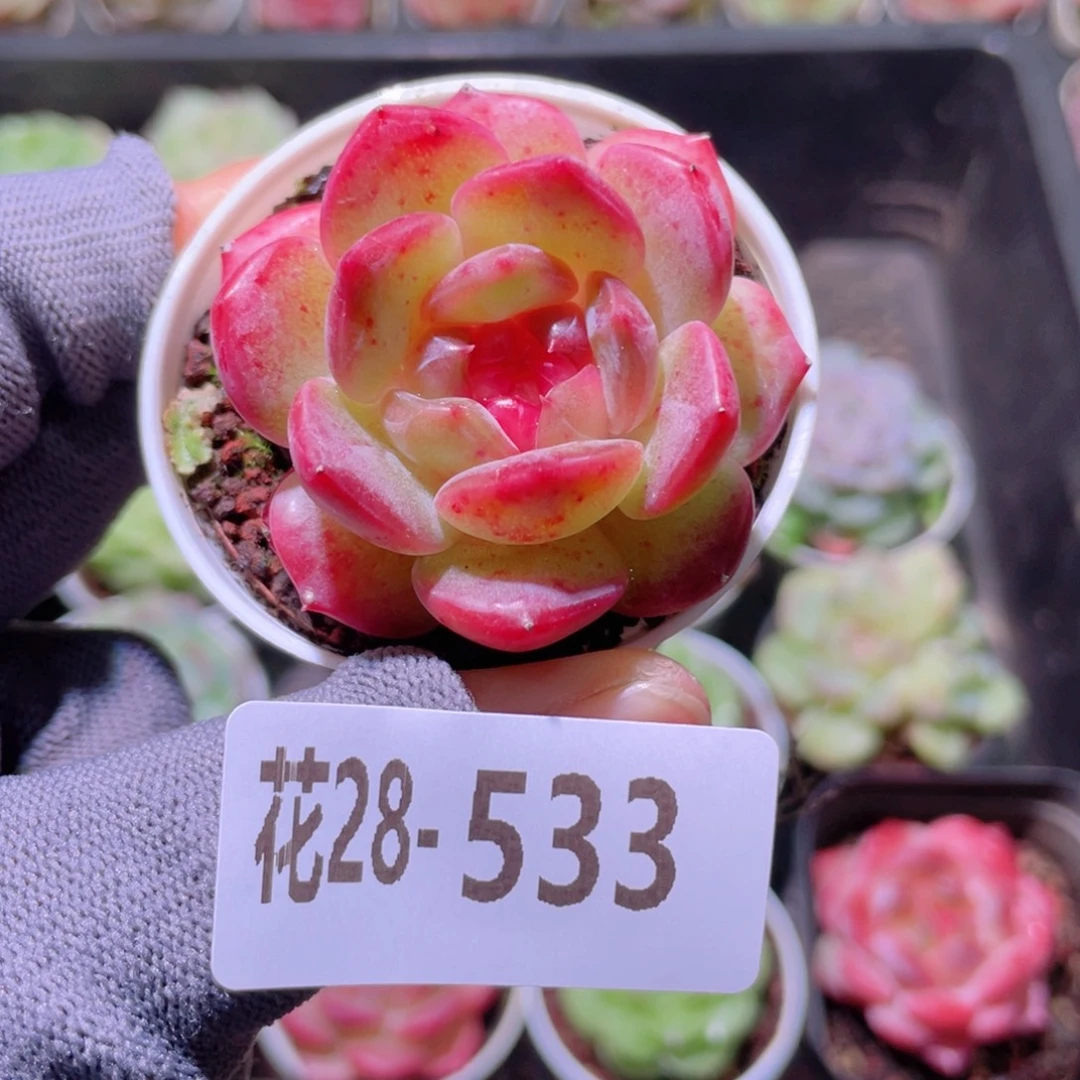 花利美28-533新品珍妮
