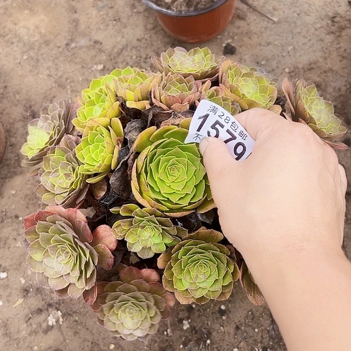 1579多肉植物法师