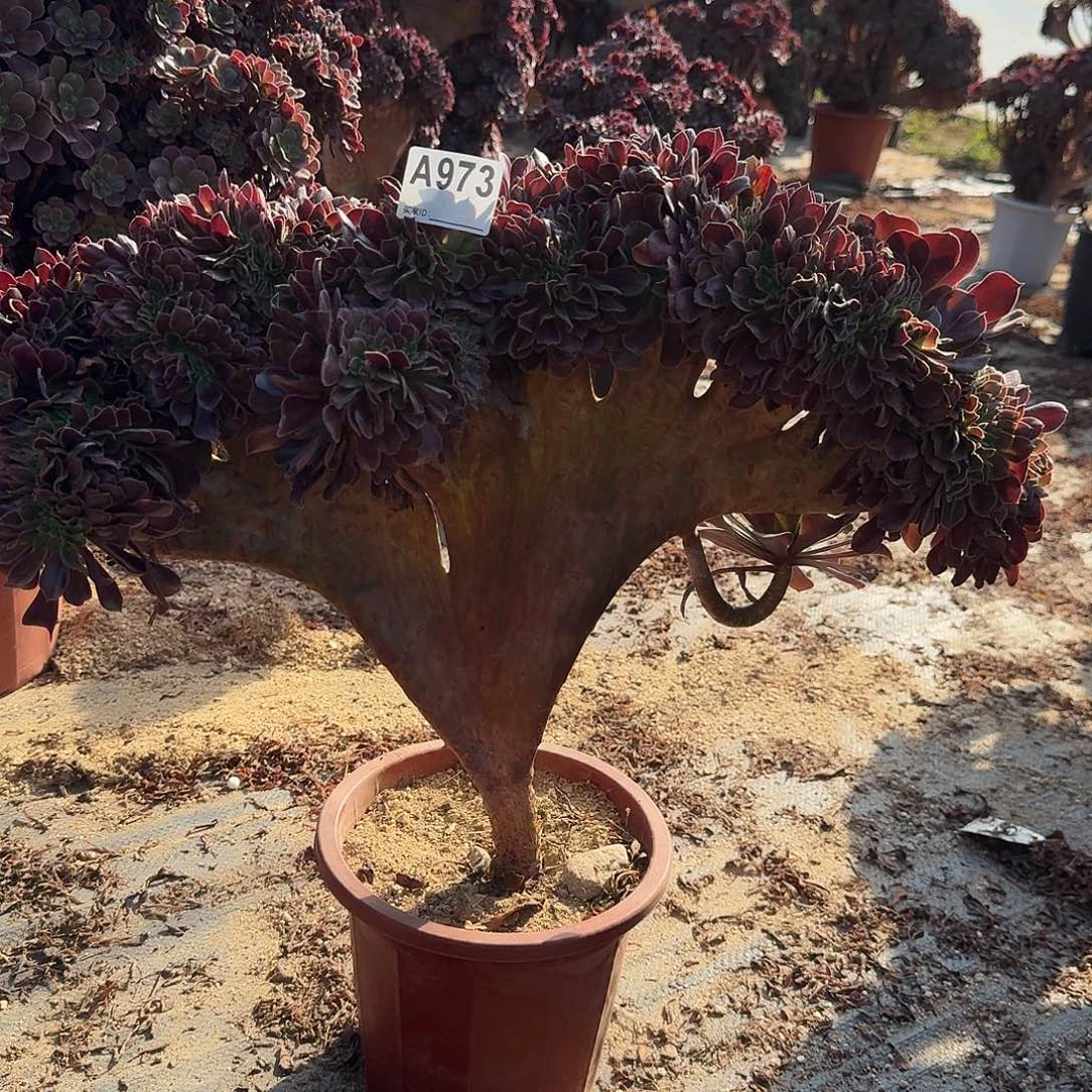 973欧紫一颗呀呀呀