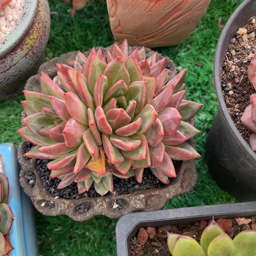 多肉植物盆栽多肉8