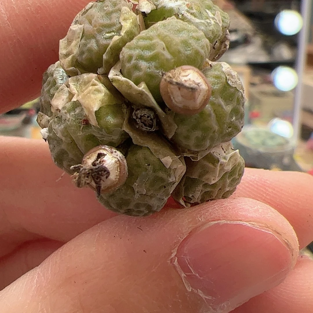 【闪购商品】135 女神节福利