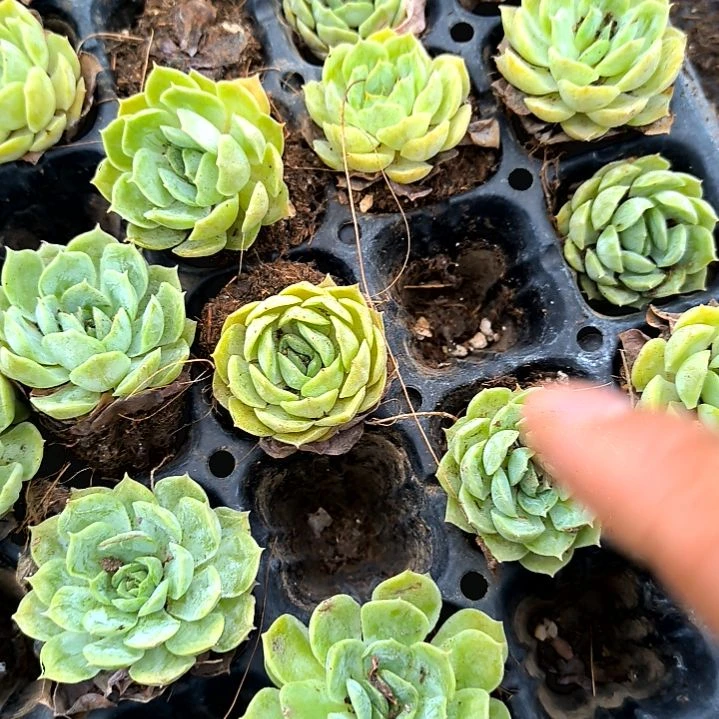 昂斯洛一颗，满7元包邮