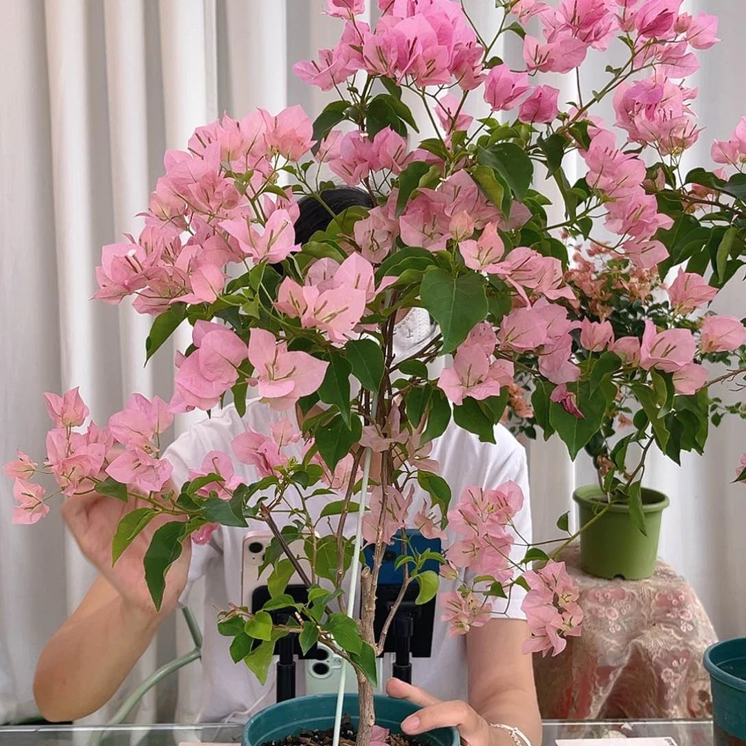 当前无花栽培后可以开花粉马斯带竹一颗