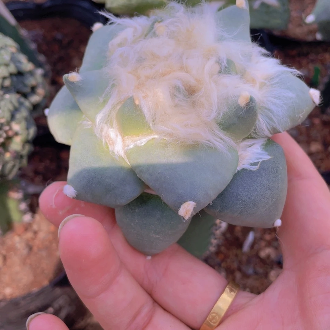 嫁接丸叶带勾福利