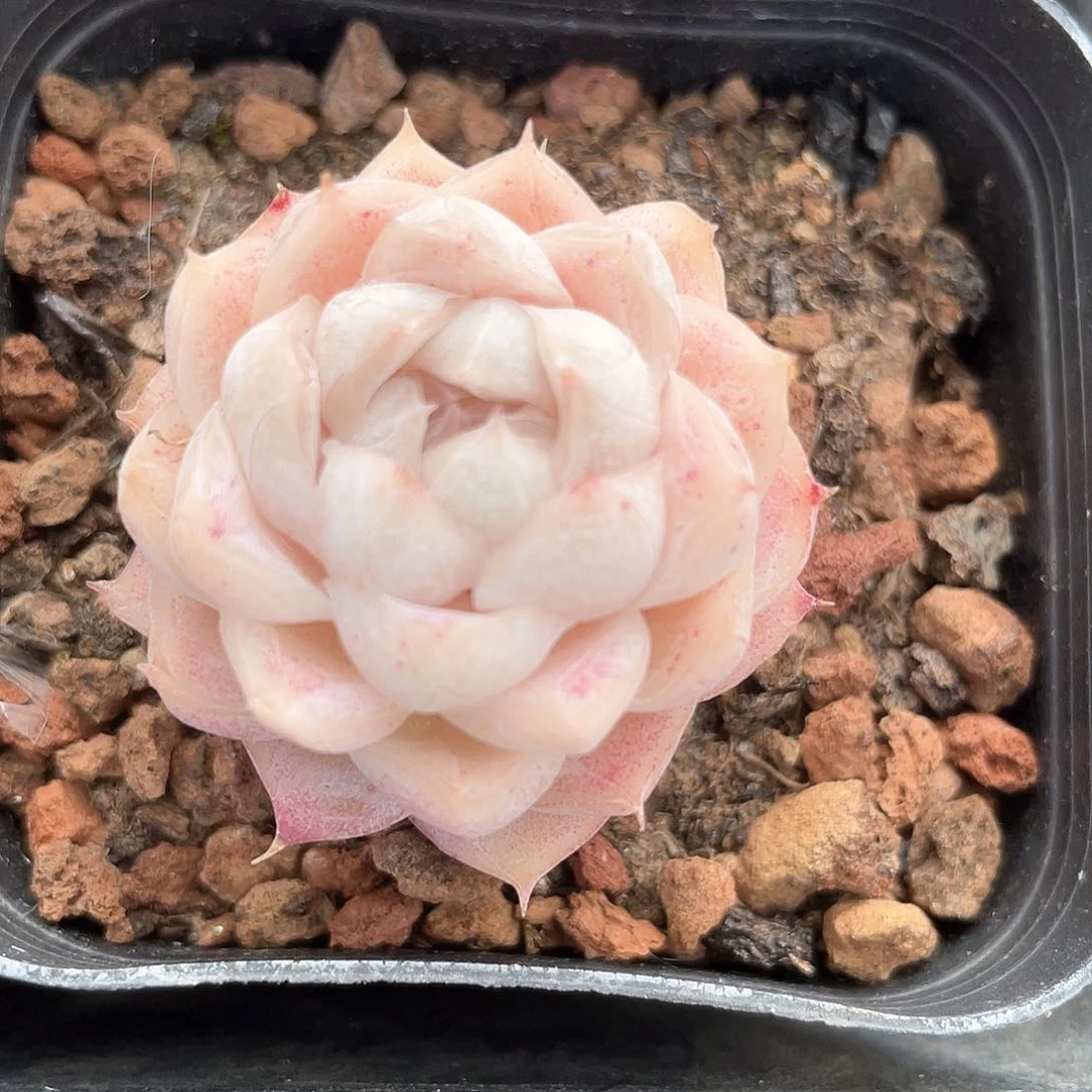 安*?优选女王福利721