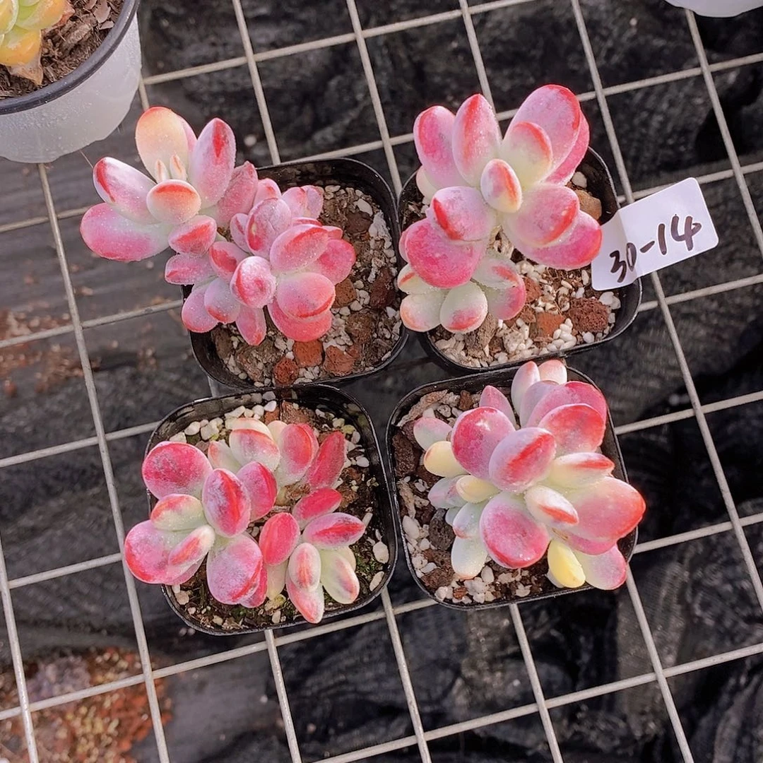 30-14-乒乓福娘锦福利一颗量拍