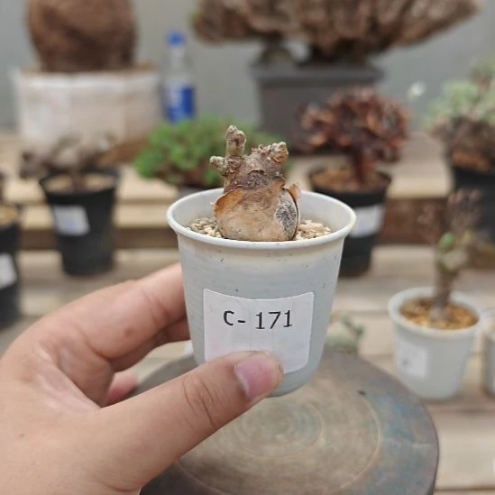 171开普敦厚敦菊块根植物