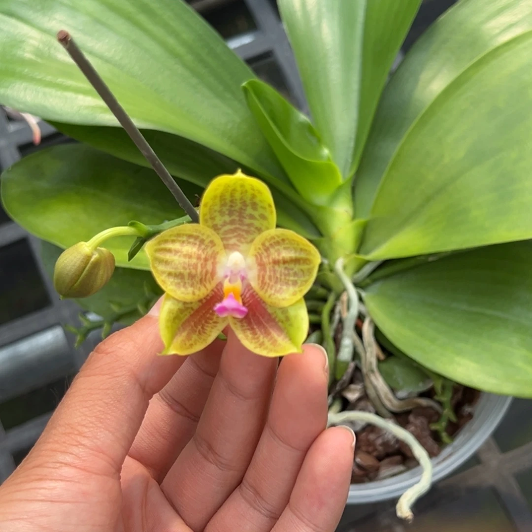 完全开放4.5寸杯狗交柯宁