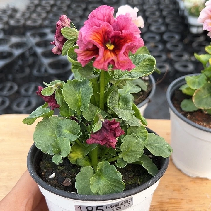 红陶抖音直播闪拍185