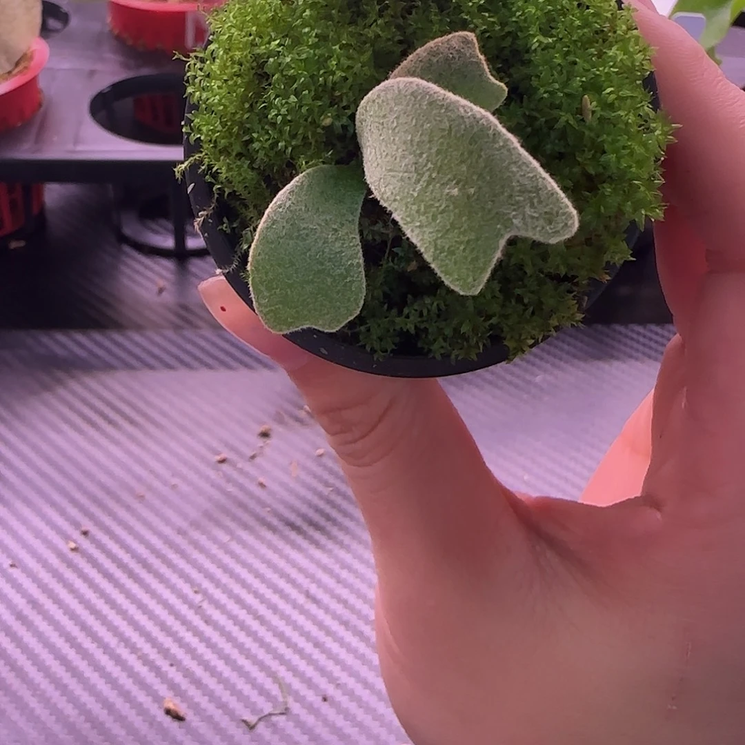 山采爪哇鹿角蕨孢子苗