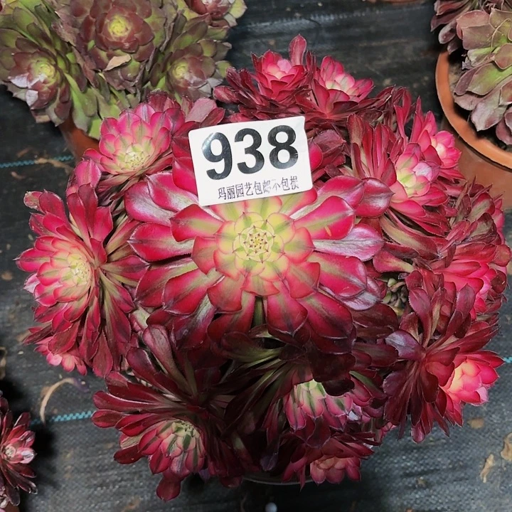 【闪购商品】938桐柏花2/6