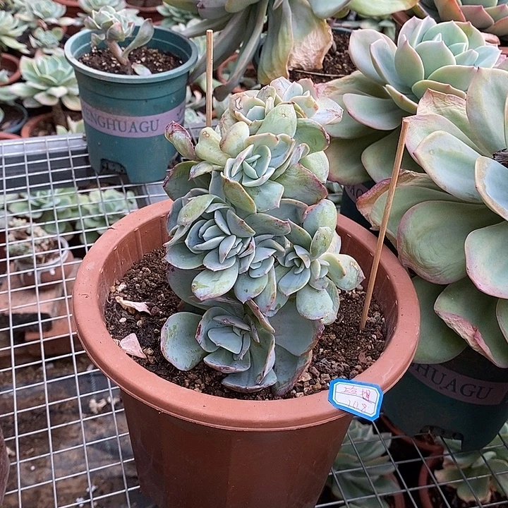 白凤血凤一物一拍