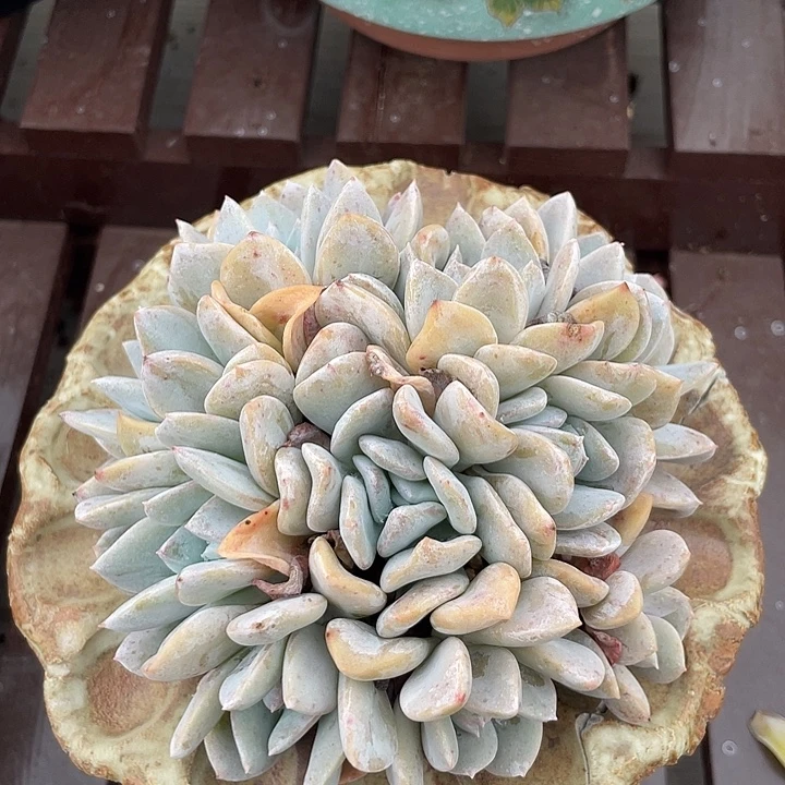 雪特群生多肉植物