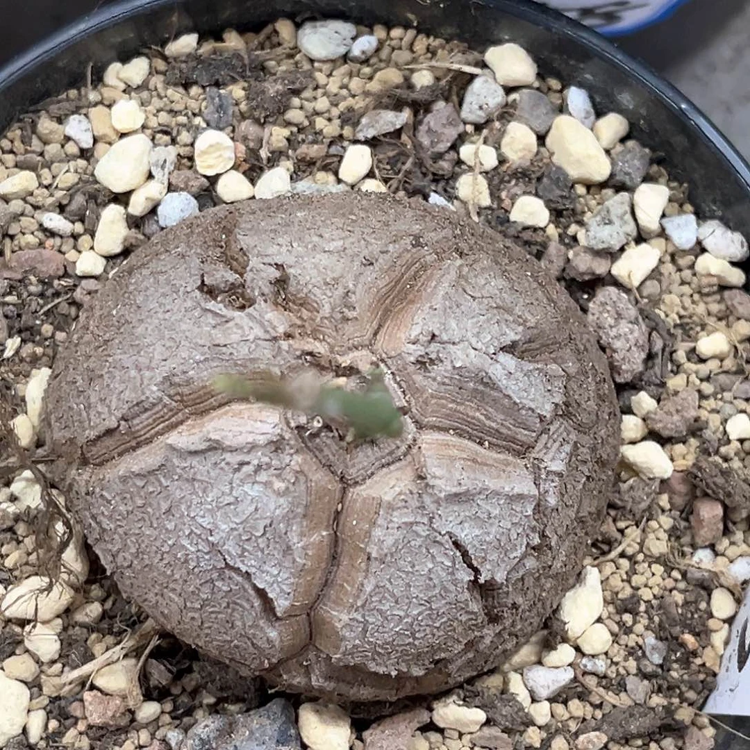 潮流植物天眼南非龟，9043