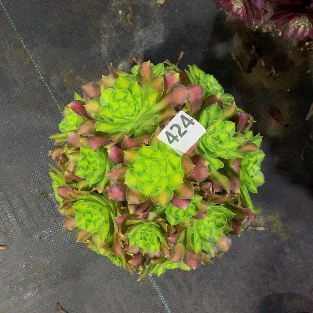 【闪购商品】黄*华邵华丛林编号424