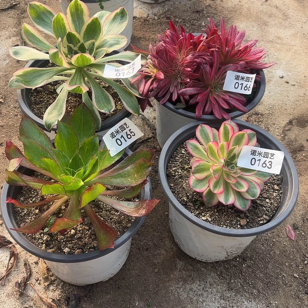 四颗多肉植物163-167