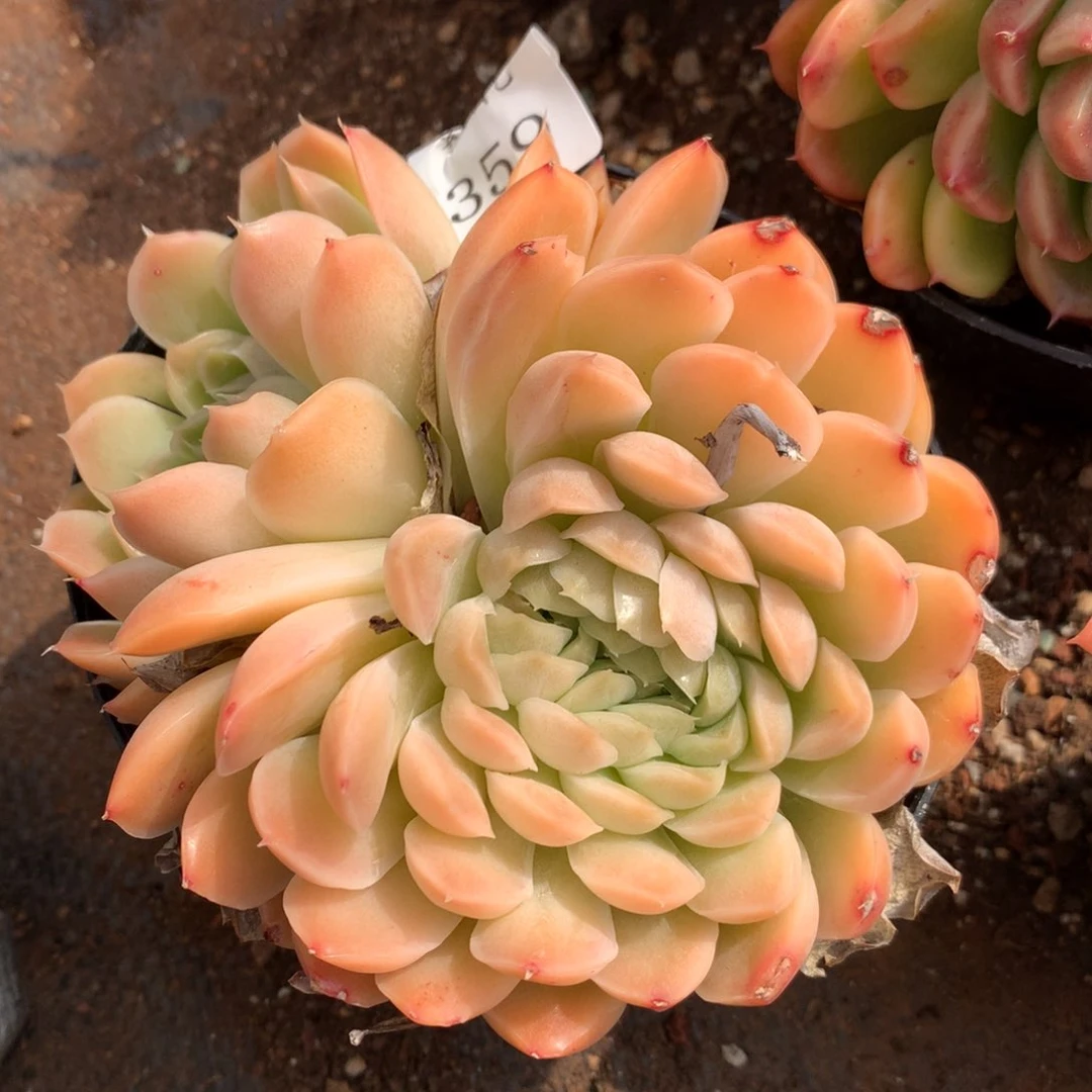 359新年快乐发发发