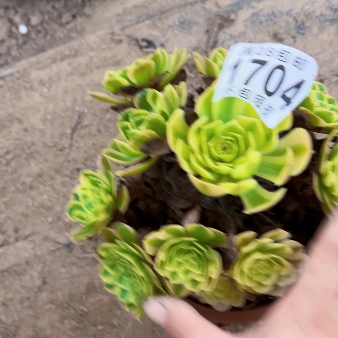 奶白多肉植物法师1704