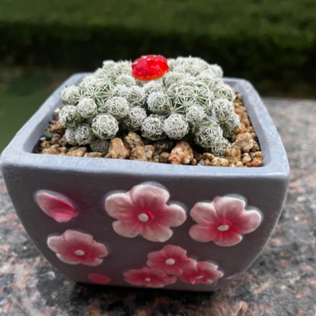 盆栽仙人球白鸟，超级好养，防辐射，已经伏盆，办公室阳台首选