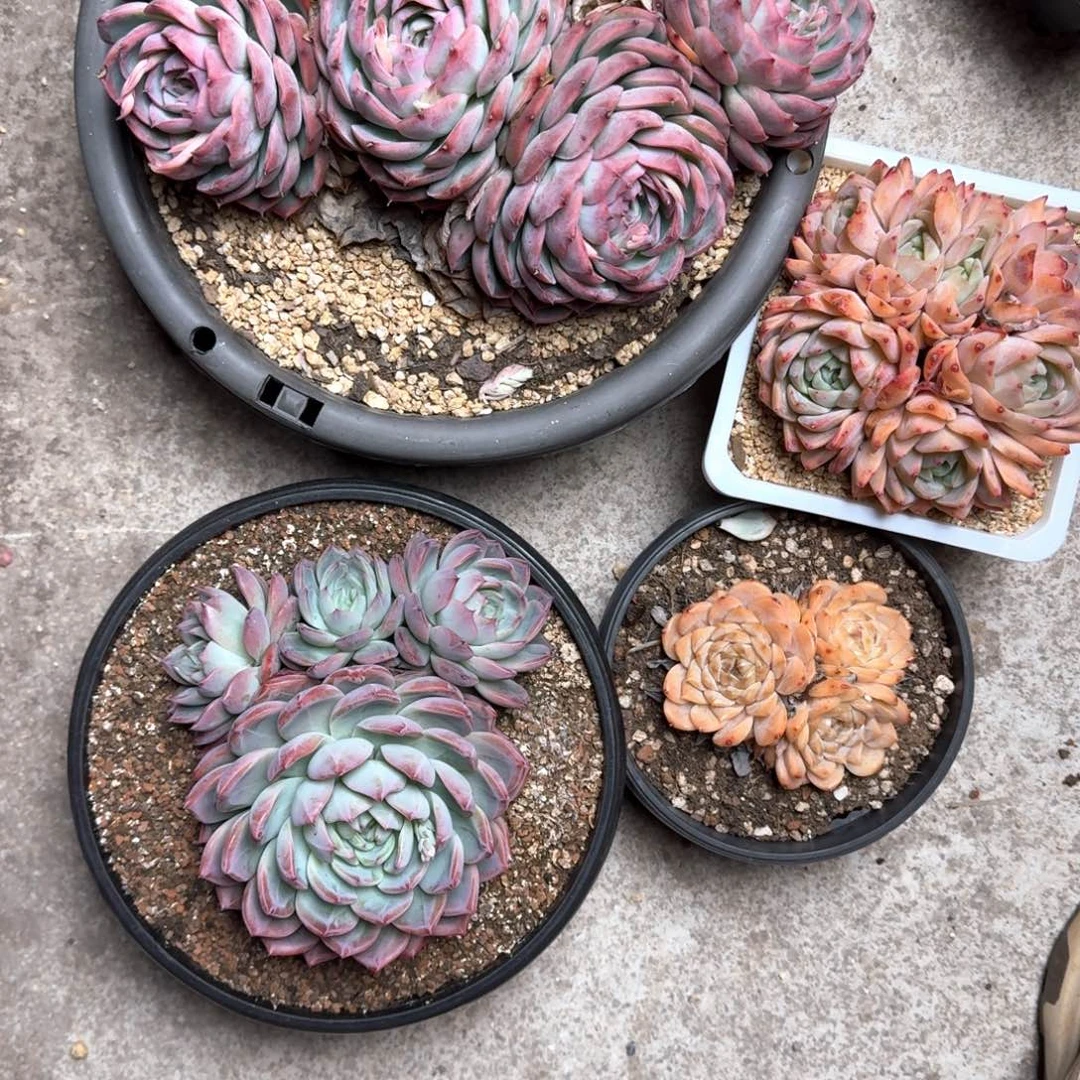 专拍链接多肉精品