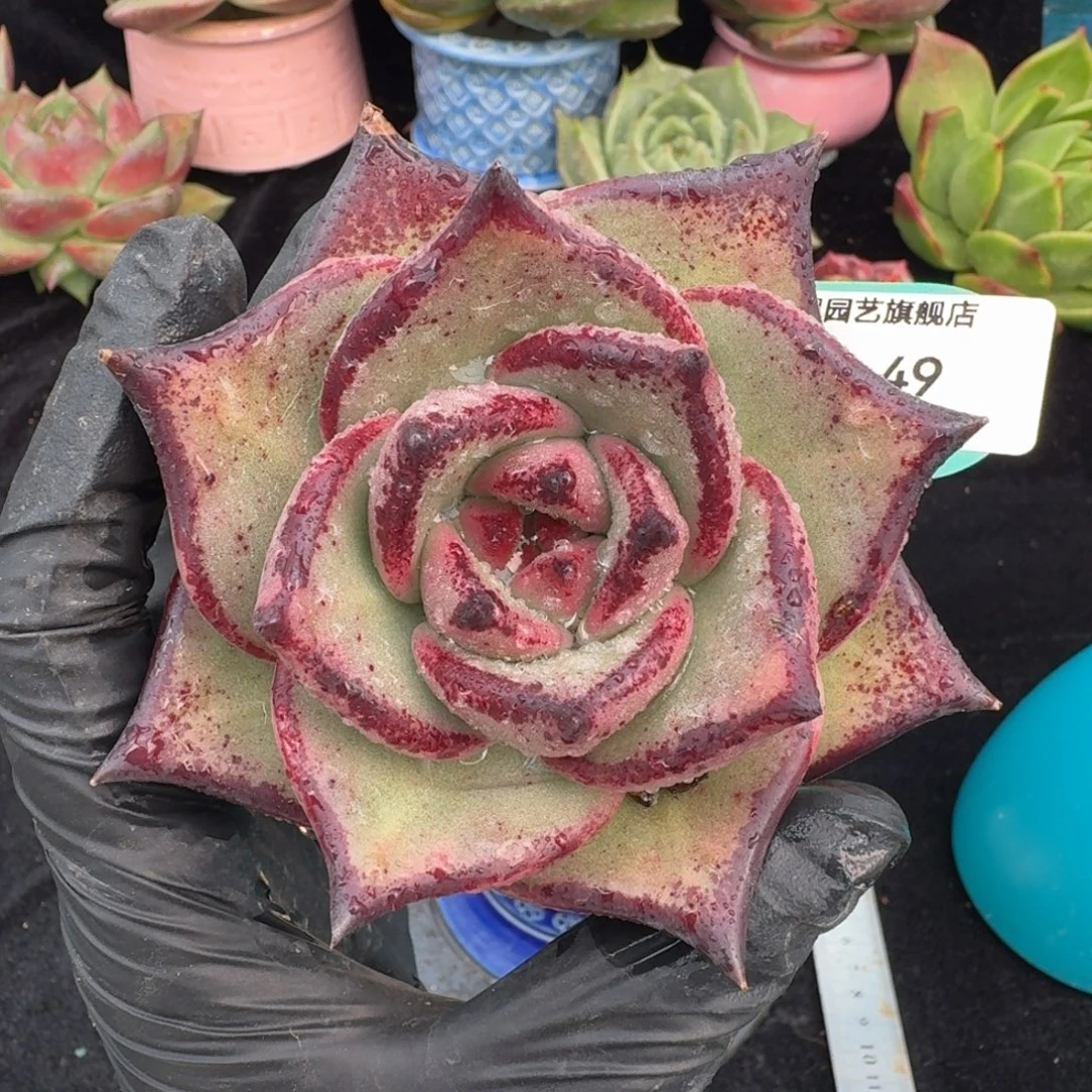 从前慢多肉精选编号1105.49