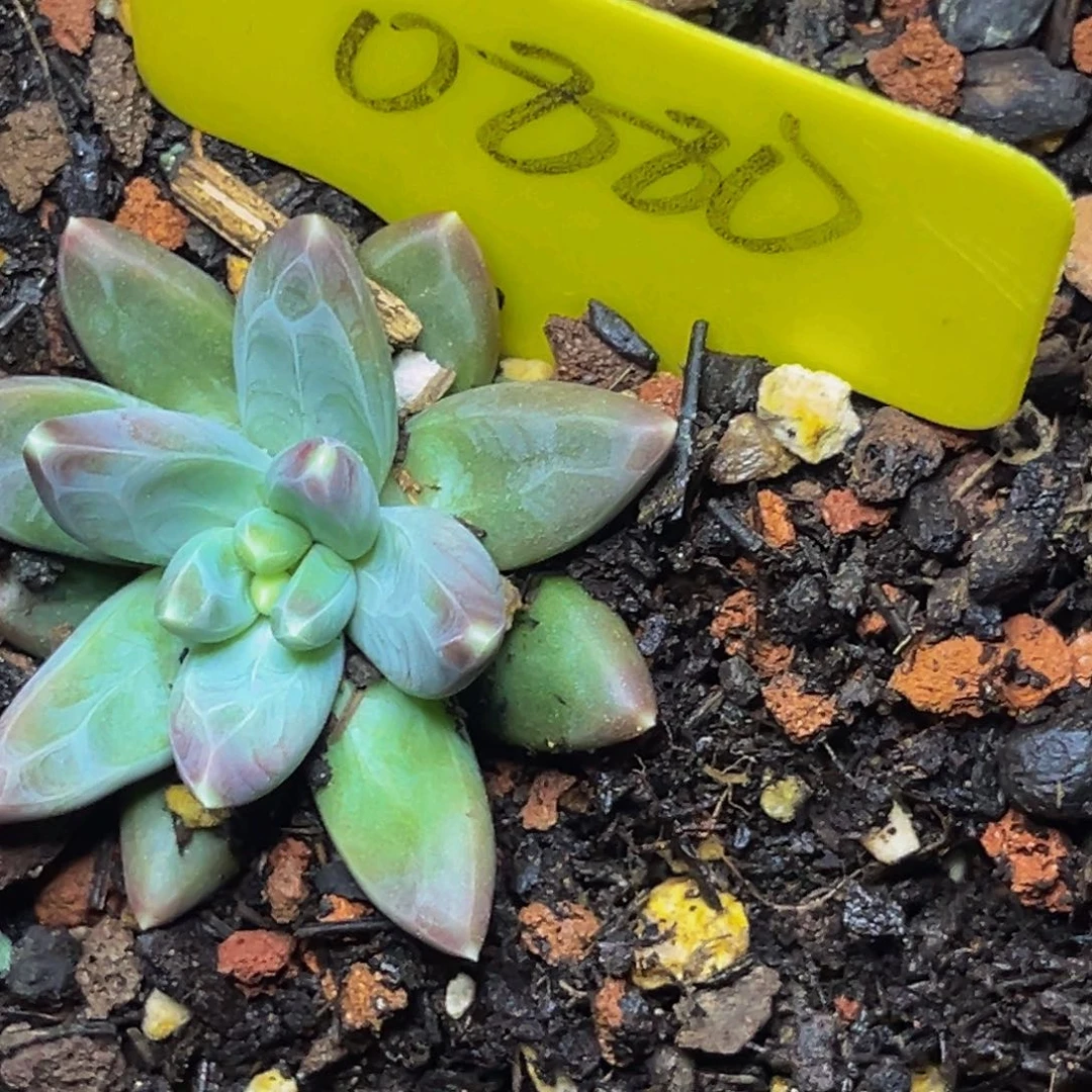 米****40880号晚上多肉植物群生多肉植物
