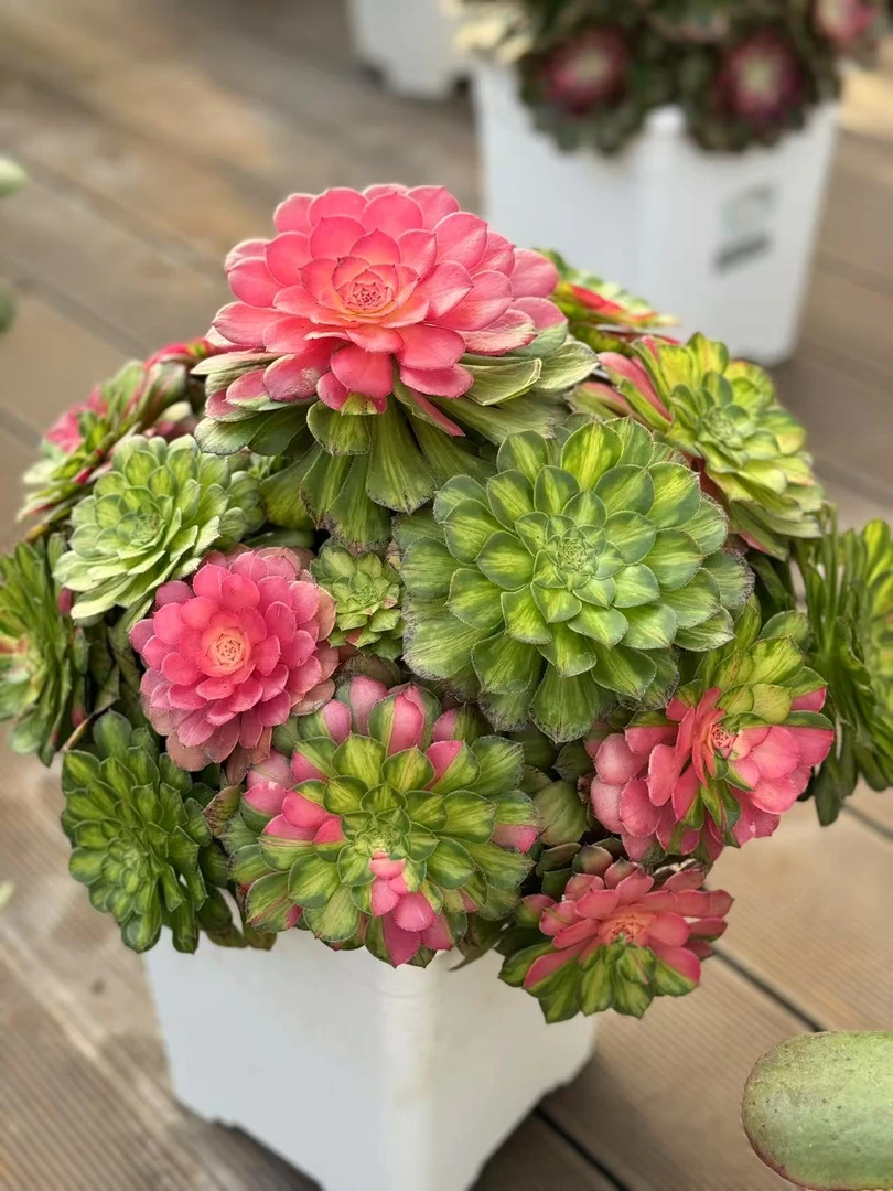 吉吉国王精品多肉法师锦