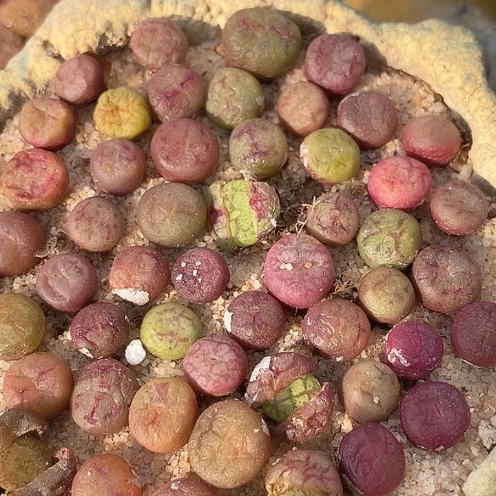 毛杂  吕红杂猴子一颗