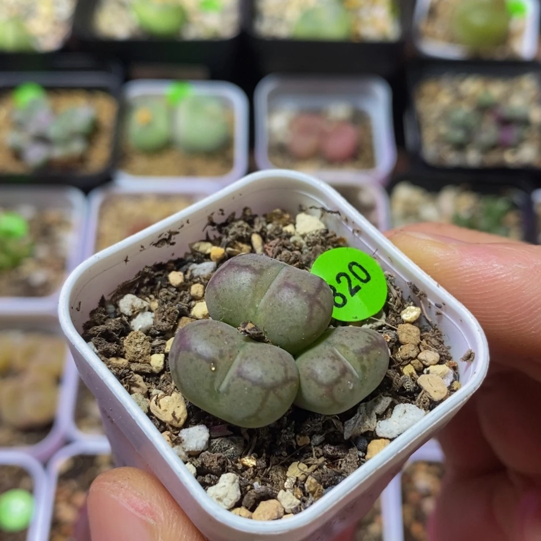 猴杂漂亮多肉植物820