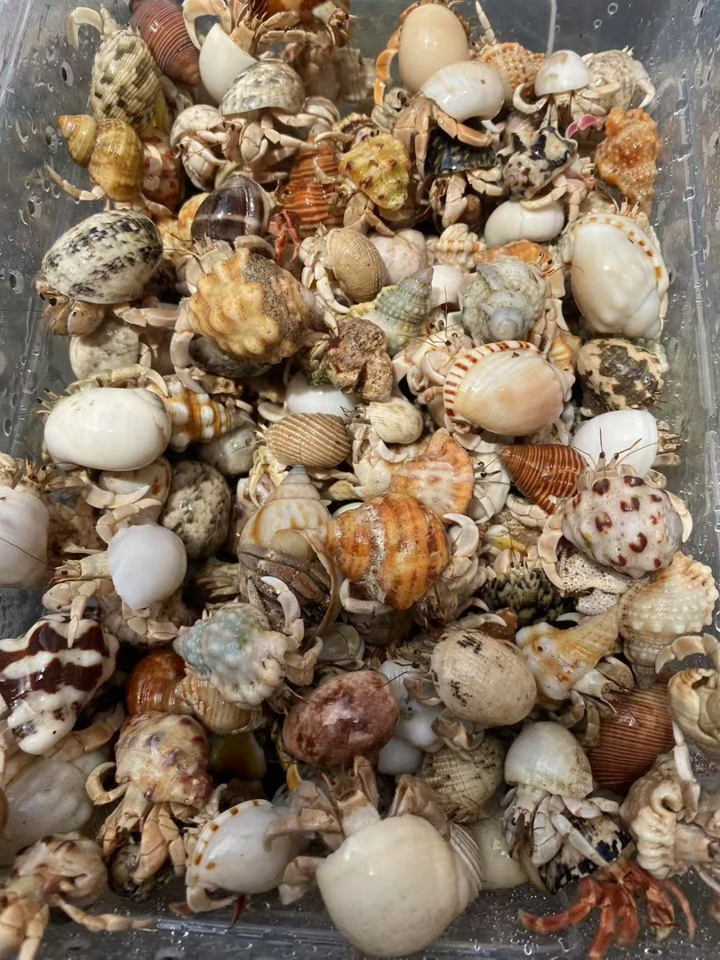 陆生寄居蟹批发一手货源外岛豆丁小灰白深紫短腕