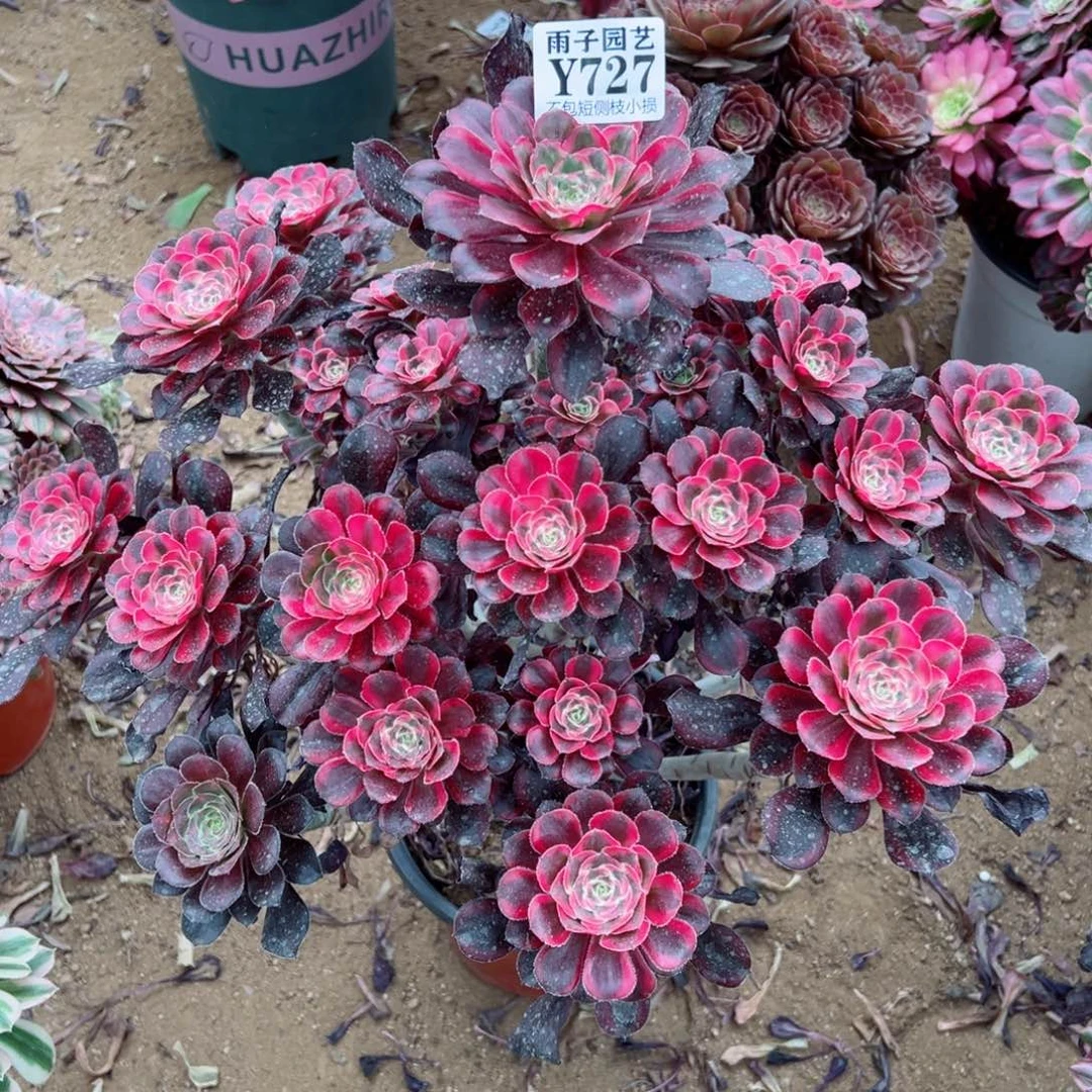 泡***727香奈儿尺寸35左右